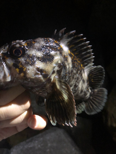 オウゴンムラソイの釣果