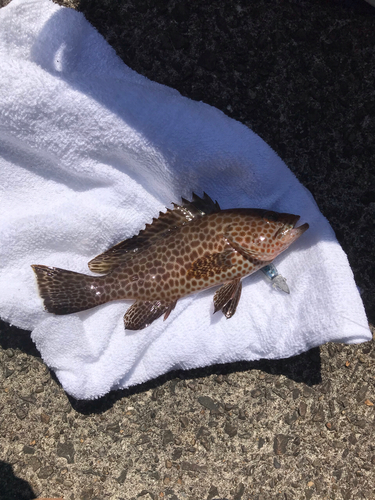 オオモンハタの釣果