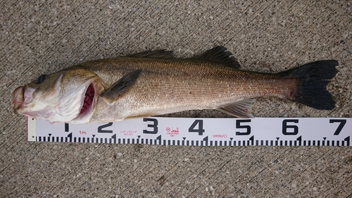 シーバスの釣果