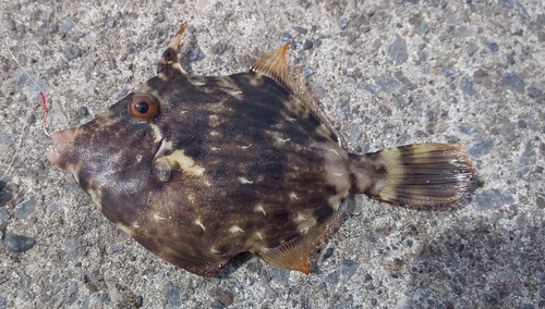 カワハギの釣果