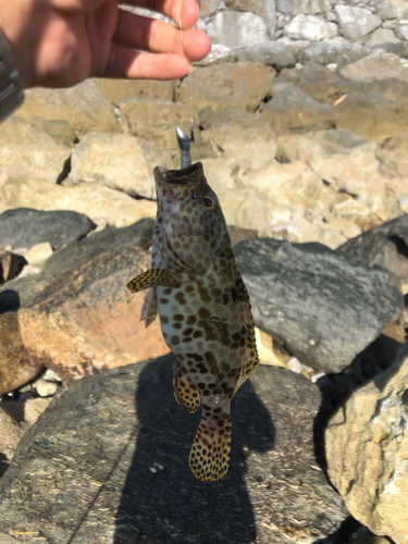 イシミーバイの釣果