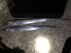 タチウオの釣果