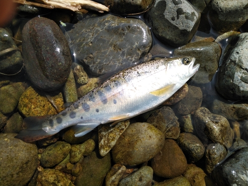 ヤマメの釣果