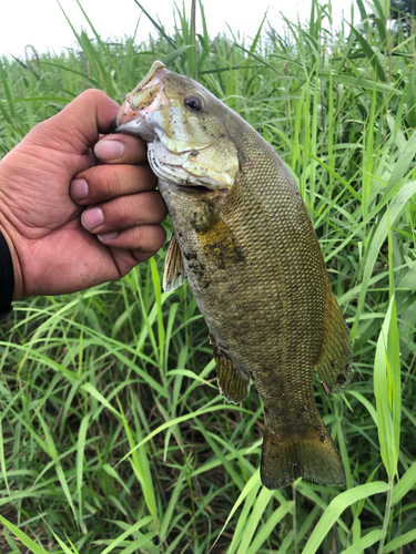 スモールマウスバスの釣果