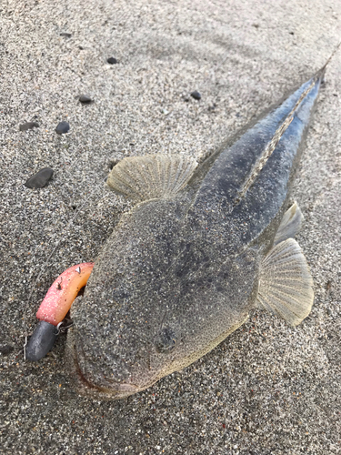 マゴチの釣果