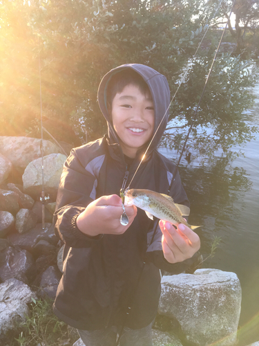 ブラックバスの釣果