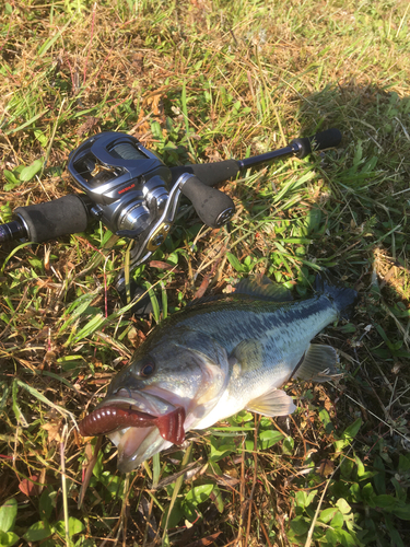 ブラックバスの釣果