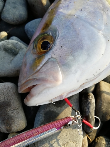 ショゴの釣果