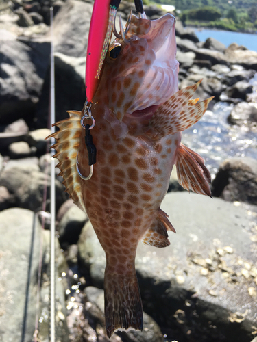 オオモンハタの釣果