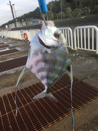 イトヒキアジの釣果