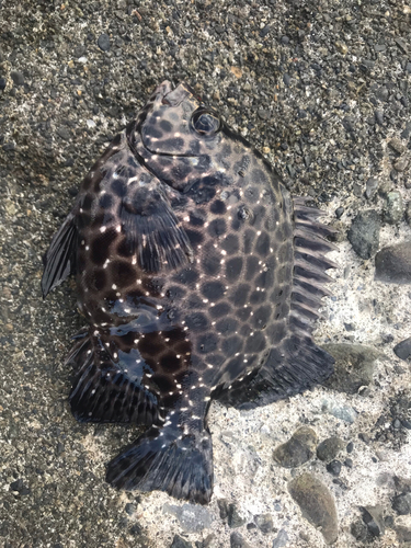 イシガキダイの釣果