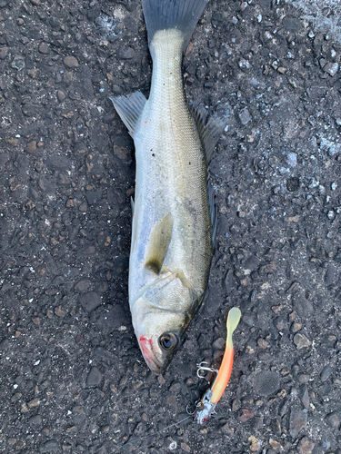 セイゴ（マルスズキ）の釣果