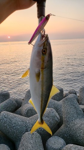 ワカシの釣果