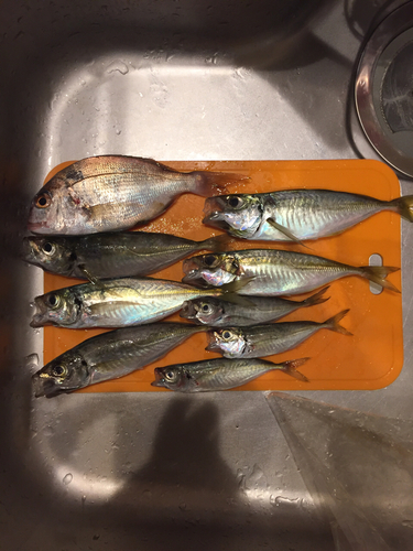 アジの釣果