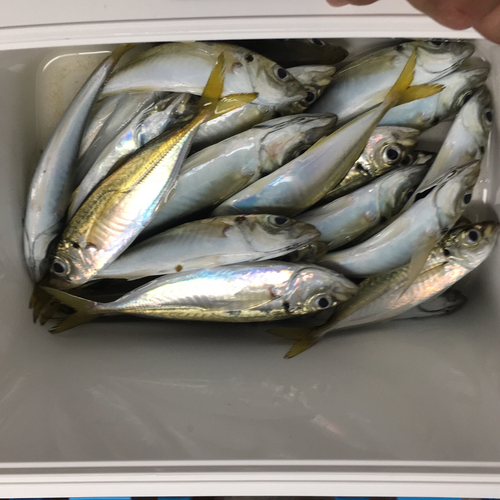 マアジの釣果