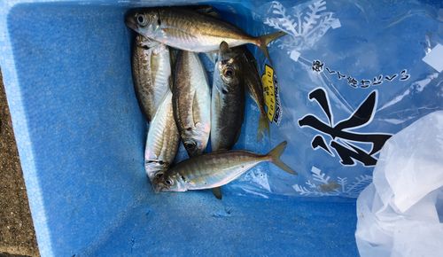 アジの釣果