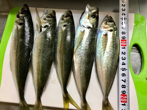 アジの釣果