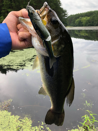 ブラックバスの釣果