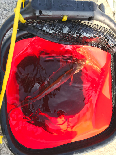 ショゴの釣果