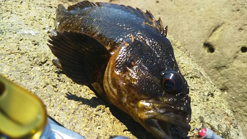 ムラソイの釣果