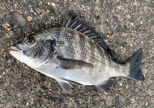 チヌの釣果