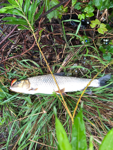 ニゴイの釣果