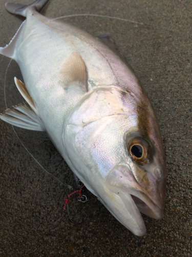 ショゴの釣果