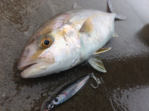 ショゴの釣果