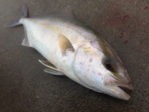 ショゴの釣果