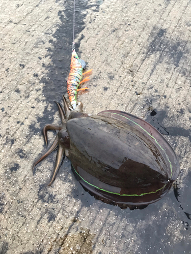 コウイカの釣果