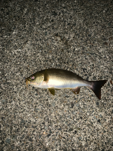 イサキの釣果