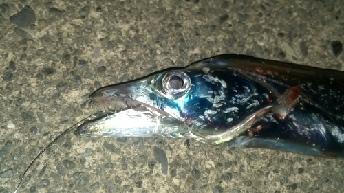 タチウオの釣果