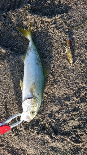 ワカシの釣果