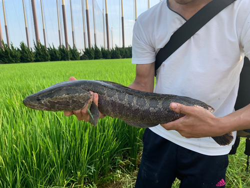 カムルチーの釣果