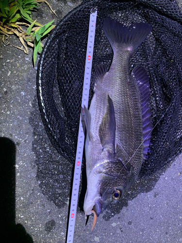 クロダイの釣果