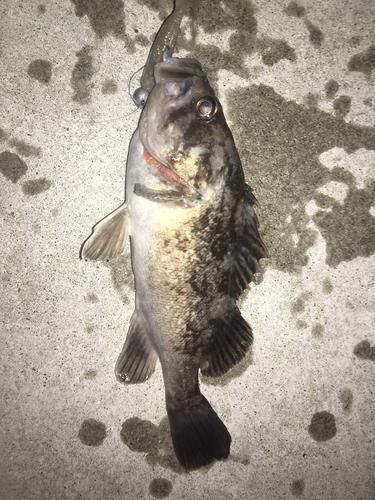 クロソイの釣果