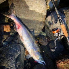 カラフトマスの釣果