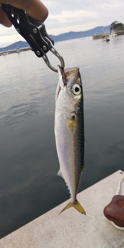 サバの釣果