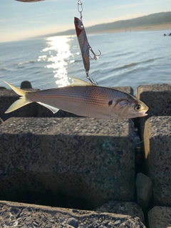 コノシロの釣果