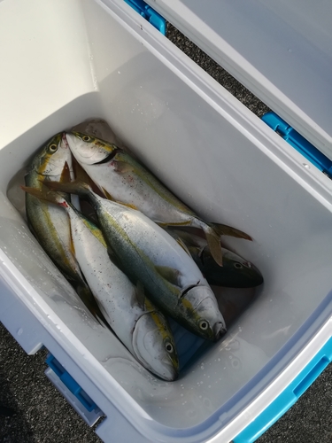 ツバスの釣果