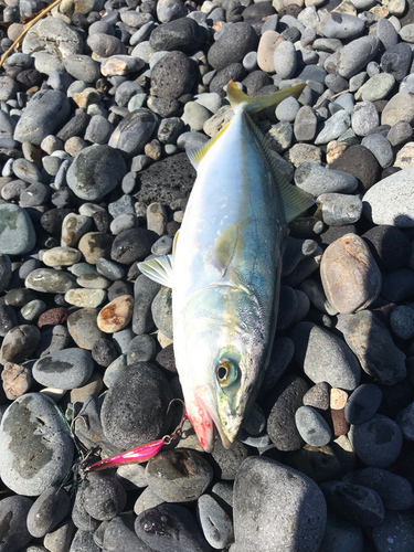 イナダの釣果