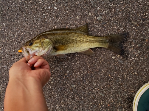 ラージマウスバスの釣果