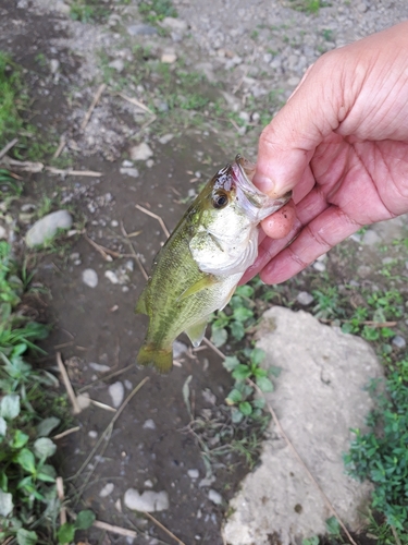 ラージマウスバスの釣果