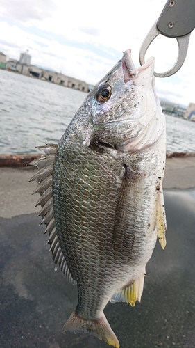 キビレの釣果