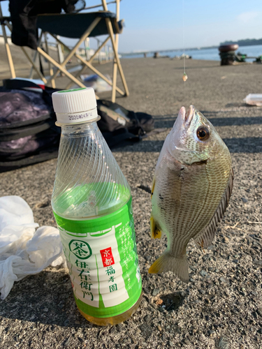 キビレの釣果