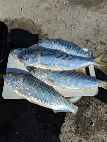 コノシロの釣果