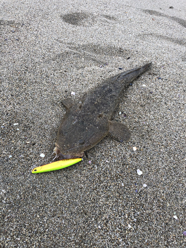 マゴチの釣果