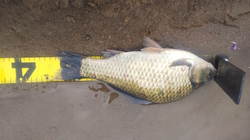 ヘラブナの釣果