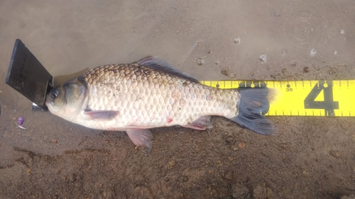 ヘラブナの釣果