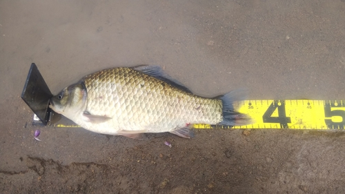 ヘラブナの釣果